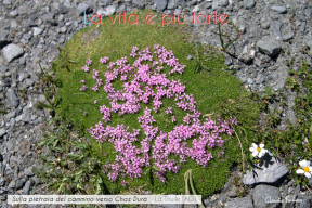 na piccola zolla d'erba con fiorellini viola su una pietraia sul sentiero per Chaz Dura. Il testo dice: "La vita è più forte"