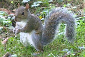Piano ravvicinato di uno scoiattolo grigio sul prato