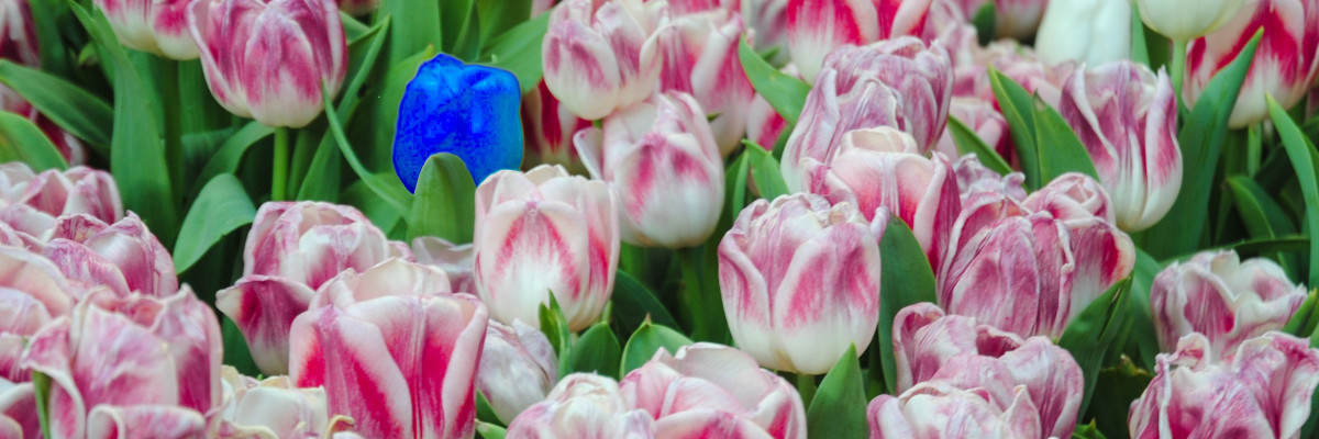 Campo di tulipani: uno è blu